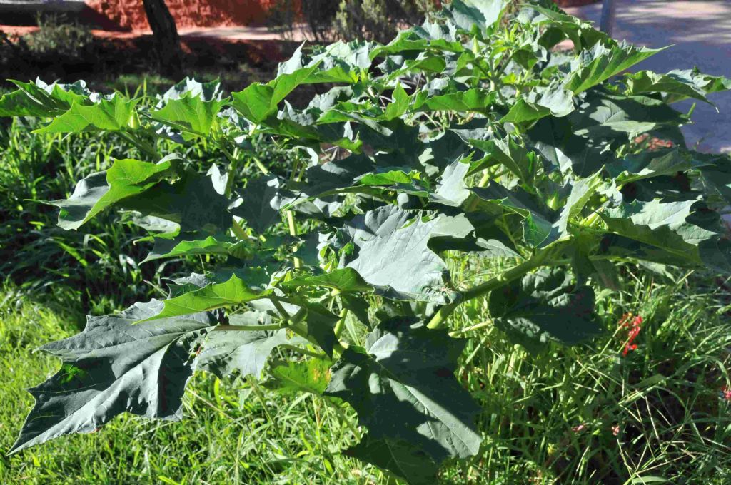 Datura stramonium (Solanacee)